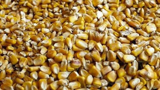 Missione Cuncina | Un decreto salva il mais made in Italy e mette al bando quello Ogm