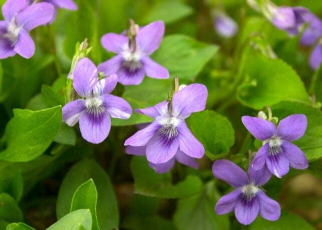 fiori di violetta