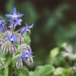 fiori di borragine