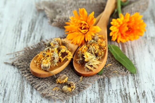 fiori di calendula su cucchiaio in legno