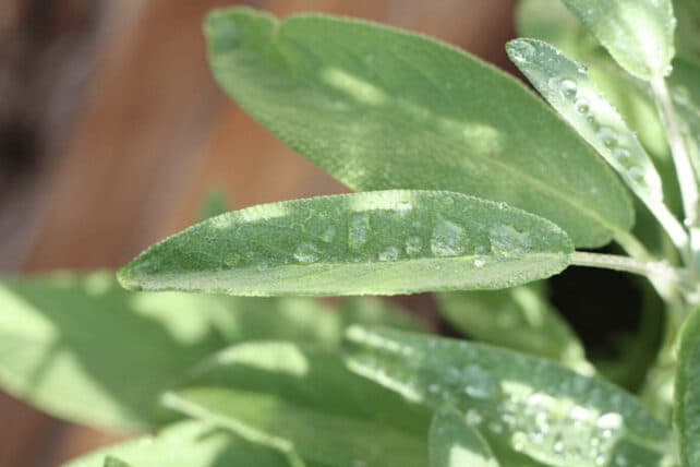 foglie di salvia